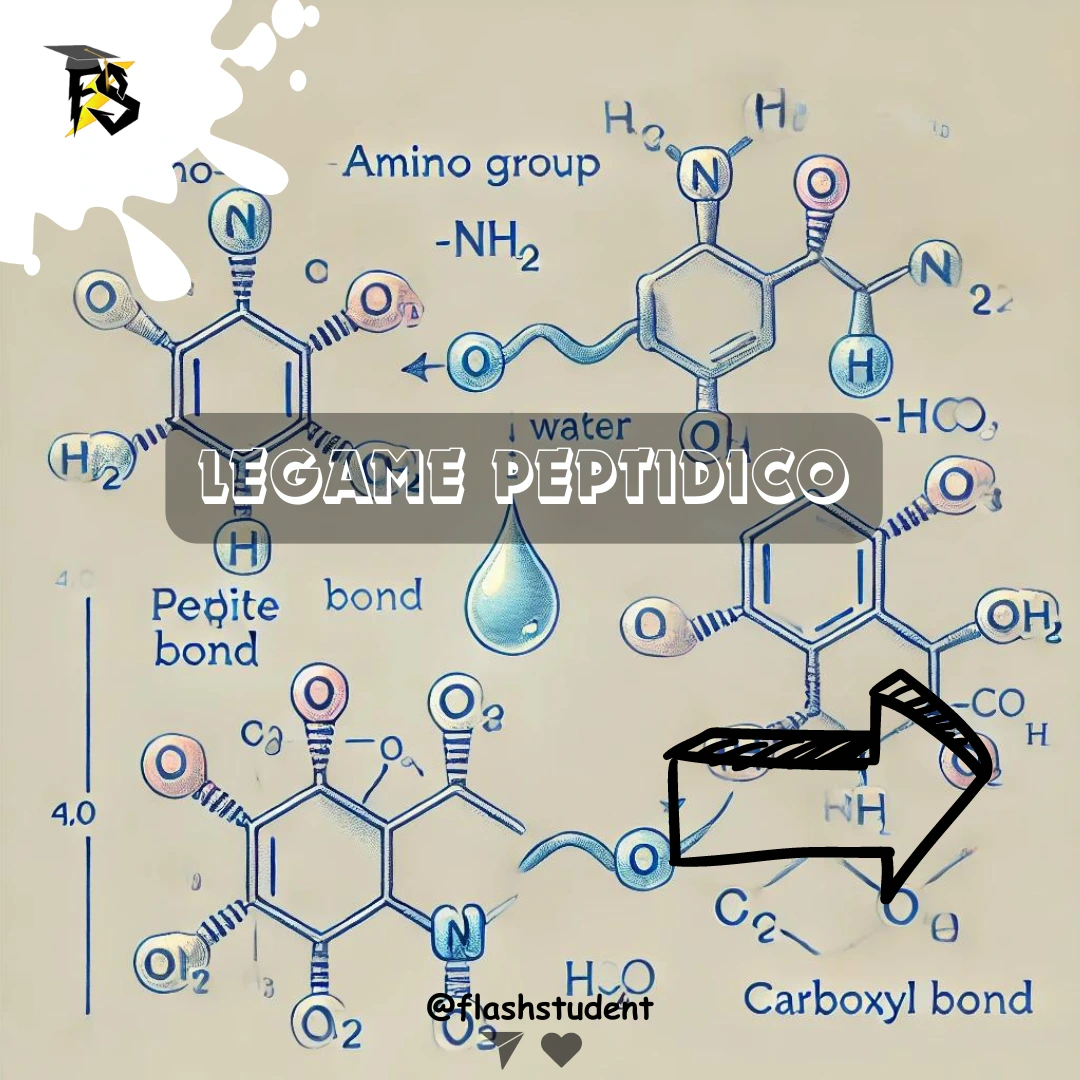 Flashcards: Legami Peptidici